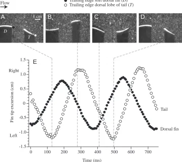 Fig. 6. Kinematic patterns for the softdorsal ﬁn (oscillating in tandem during steadyswimming at 1.1total body length