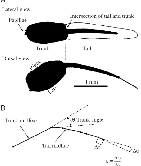 Fig. 1. Typical shape of the resting larval body. (A) Silhouettes oflateral and dorsal views of a larva, traced from video images