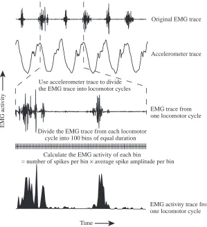 Fig. 1. A summary of the methods used to produce EMG activity traces fromtreadmill data