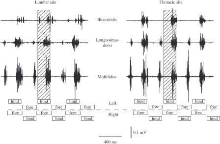 Fig. 2. Raw EMG data from a dog trotting on the treadmill at 2.5ms−diagrams are shown below the EMG traces, with rectangles indicating periods of support by the indicated foot
