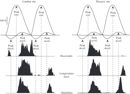 Fig. 4. Mean ground reaction force data for a trotting dog. Data fromone step are repeated so that the general pattern may be more easilyseen