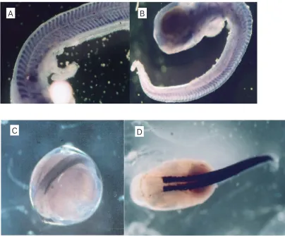 Fig. 1. In situRNA, (B) eyed stage trout hybridised with trout MyoD RNA. (C) Sea bass embryo (30-somite stage) hybridised with sea bass MyHC RNA and hybridisation of species-speciﬁc probes at different developmental stages