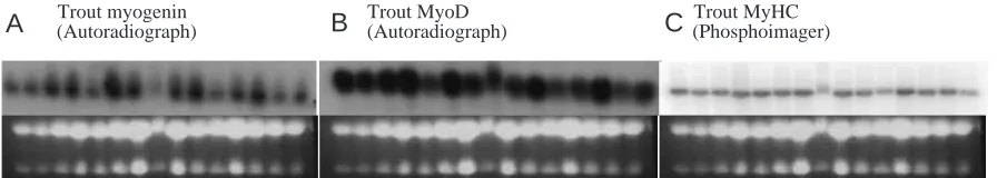 Fig. 2. Comparison of northern blot signals revealed by conventional autoradiography (A and B) and by phosphoimaging (C)