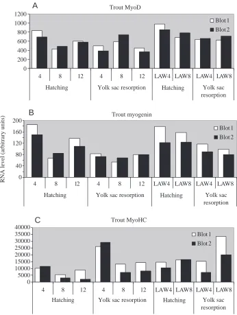 Fig. 3. Northern blot quantiﬁcation of RNA levels for MyoD (A), myosin (B) and MyoHC (C) in duplicate at hatching and yolk sac resorptionfor trout larvae