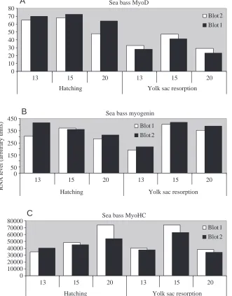 Fig. 4. Northern blot quantiﬁcation of RNA levels in duplicate at hatching and yolk sac resorption for sea bass larvae