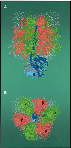 Fig. 1. The crystal structure of the bovine F1superimposed on an envelope of the hydrated derived from X-ray small-angle scattering (shown in grey; Svergun et al.,1998b)