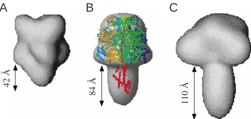 Fig. 5. Comparison of the low-resolution envelopes (shown in grey)of envelope Arelated (C) (Grüber et al., 2001)