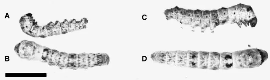 Fig. 1. Similarity of symptoms induced by the native toxin and by recombinant virus infection to silkworm larvae