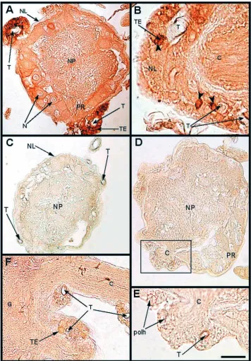 Fig. 3.Recombinant AaIT in closeof the RV (fully paralyzed; A,B) or WV(F) were processed as described inMaterials and methods at 50h.p.i.(A)ganglion of RV-infected and paralyzedlarvae showing the different regions ofthe ganglion, including the protectivesh