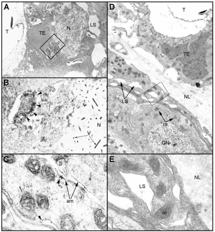 Fig. 4. Recombinant toxin inside an abdominal ganglion of the ventral nerve cord of silkworm larvae