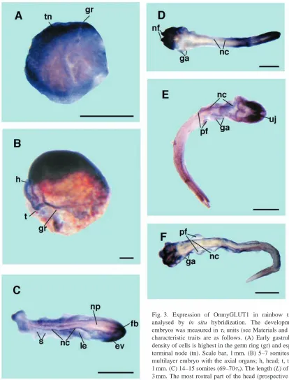 Fig. 3. Expression of OnmyGLUT1 in rainbow trout embryosanalysed by 3mm. The most rostral part of the head (prospective forebrain, fb)embryos was measured in characteristic traits are as follows