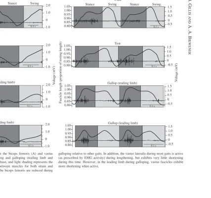 Fig. 6. In vivo patterns of strain and activation in the biceps femoris (A) and vastuslateralis (B) during two strides of walking, trotting and galloping (trailing limb andleading limb)