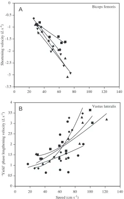 Fig. 8. Average biceps shortening velocity (A) and vastuslengthening velocity (B) as a function of locomotor speed