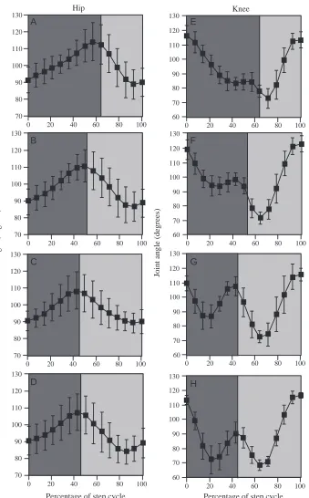 Fig. 2. Two-dimensional angular excursionsof the hip and knee joints during walkingextends during stance and ﬂexes duringswing