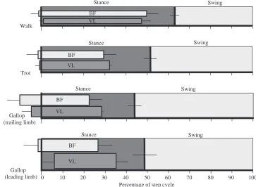 Fig. 3. Average leading limb (mean speed 83cmspatterns ofelectromyographic activity in thebiceps femoris (BF) and vastus lateralis(VL) during walking (mean speed36cms−1), trotting (mean speed64cms−1), galloping trailing limb(mean speed 96cms−1) and gallopi