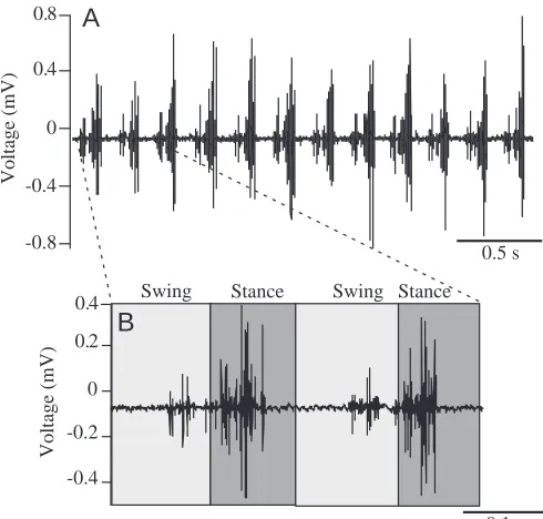 Fig. 5. (A) Electromyographic trace from the vastus lateralis of thetrailing limb from a rat during level galloping