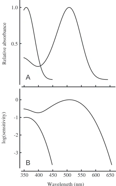 Fig. 1. (A)Template-based representations of the absorbancefunctions of two classes of cone found in the rat retina