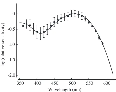 Fig. 2. Rat electroretinogram spectral sensitivity function obtainedfor 12.5Hz ﬂicker using an amplitude criterion of 3.2line represents the best-ﬁtting linear summation of the two cone- µV