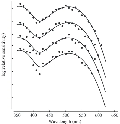 Fig. 3. Increment-threshold spectral sensitivity functions for the rat.The thresholds are mean values (±1 measured on an achromatic background [log(luminance)=1.12,where luminance is measured in cdmS.D.) for three subjects as−2]