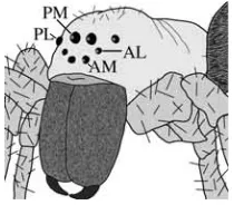 Fig. 1. The simple eyes of spiders are named after their relativeposition on the head