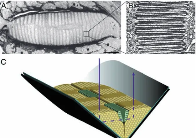 Fig. 7. Intracellular recordings in the retina of a posterio-median eyeof the spider published as supplementary information in Dacke et al., 1999;http://www.nature.com/nature/journal/v401/n6752/suppinfo/401470acurves are recorded with light polarized paral