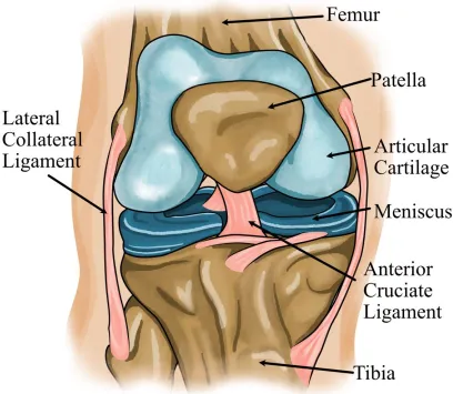 Figure 1. An overview of knee joint anatomy. The knee joint is the largest joint in the body, and any reduction in joint functionality will cause considerable burden to a person