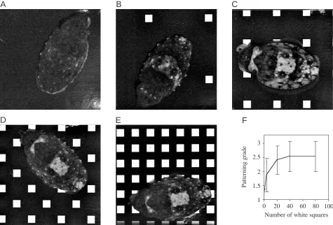 Fig. 5. (A–E) The same individual cuttleﬁsh on different substrata in which the number of white squares (13.0mm each side, 100% contrast)was 0, 4, 20, 40 or 80