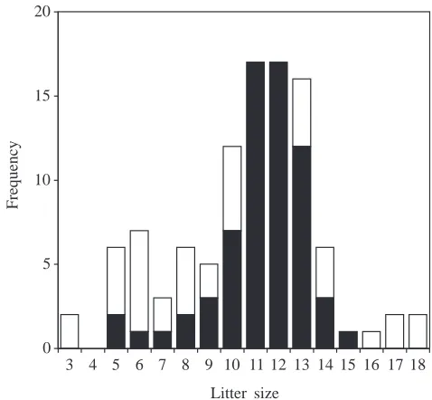 Fig. 2. Histogram of the litter sizes at weaning (day 18) of natural(ﬁlled columns) and manipulated (open columns) litters.