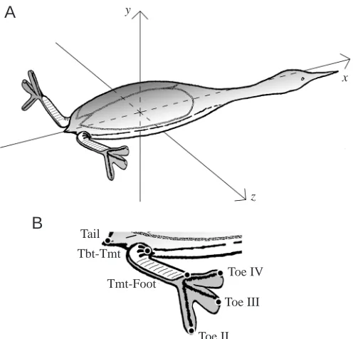 Fig. 1. (A) Schematic drawing of a great crested grebe (Podiceps(B) Part of the body and leg to show the position of the measuredpoints