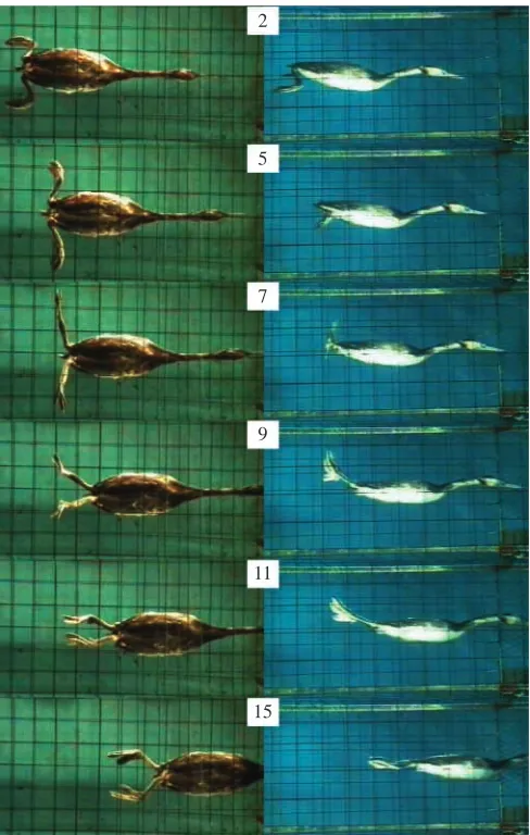 Fig. 2. Dorsal (left) and lateral (right) video frames of a diving grebe.The frame numbers correspond to the numbers in the graphs ofFigs 3–5