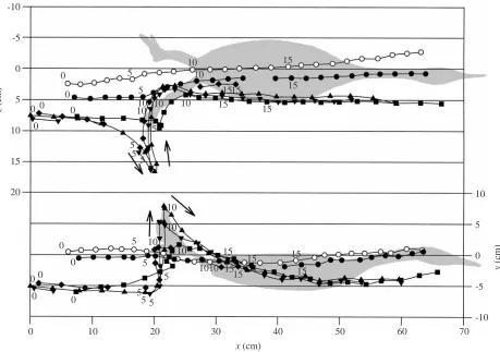 Fig. 3. Lateral (xof digitized points: , y plane) and dorsal (x, z plane) views of one sequence of a diving grebe relative to still water