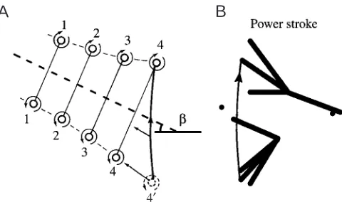 Fig. 8. (A) Lateral view of a schematic pattern of a vortex street forthe diving bird, assuming that the ﬂow pattern resembles that of(B) The position of the legs at the start (bottom) and end (top) of theasymmetrical hovering