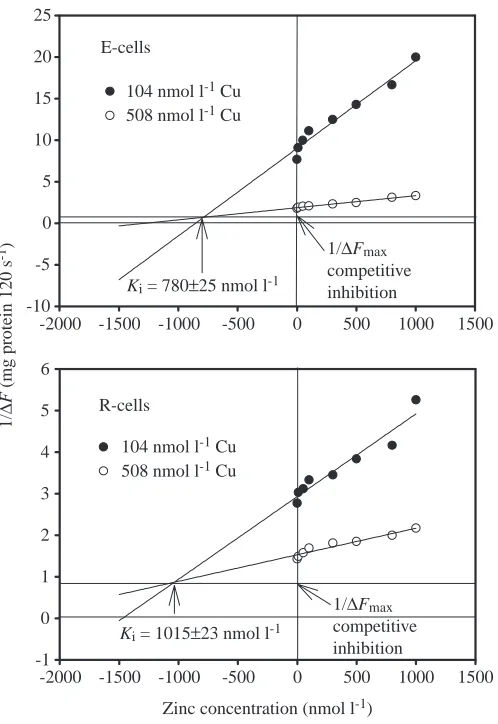 Fig. 9. Dixon plots of mean values from Fig. 8 giving values of theinhibitory constant of zinc on copper inﬂux (ﬂuorescence quenching