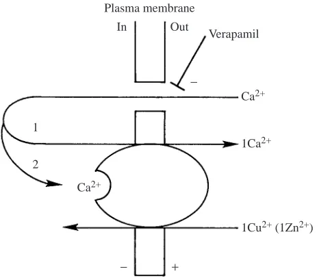 Fig. 10. Proposed model for the involvement of external Ca2+substrate, exchanging (process 1) with external CuAs suggested by the results of this study, external Catherefore, probably shares the external metal binding site on thetransport protein with Cuin