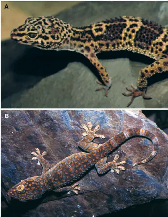 Fig. 1. (A) The ground-dweller Eublepharismacularius(snout–vent length 12.39cm)and (B) the specialist climber Gekko gecko(snout–vent length 13.03cm).