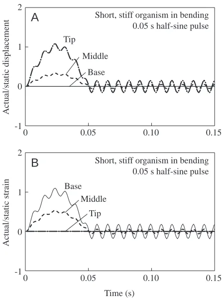 Fig. 7. Response of a short and stiff organism to a 0.05s half-sinelateral force pulse