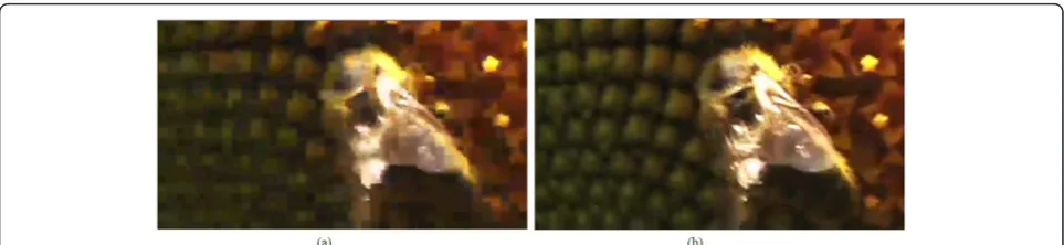 Figure 7 76th frame image of Sunflower sequence with 600 kbps: (a) conventional rate control, (b) proposed rate control.