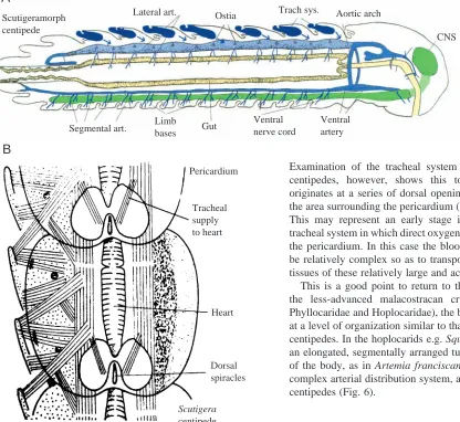 Fig. 5. (A) Diagram of the blood vascular system of a generalizedscutigeromorph centipede