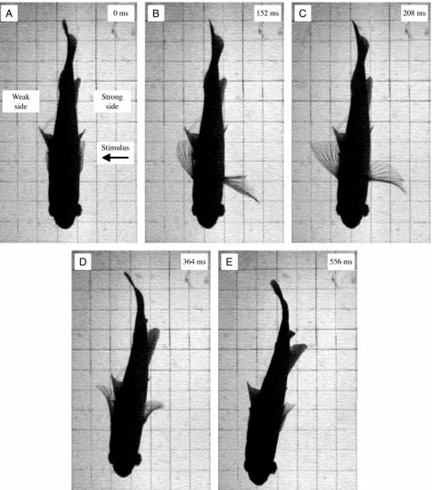 Fig. 1. Ventral silhouettes of sunﬁsh during a representative turning maneuver performed with the pectoral ﬁns