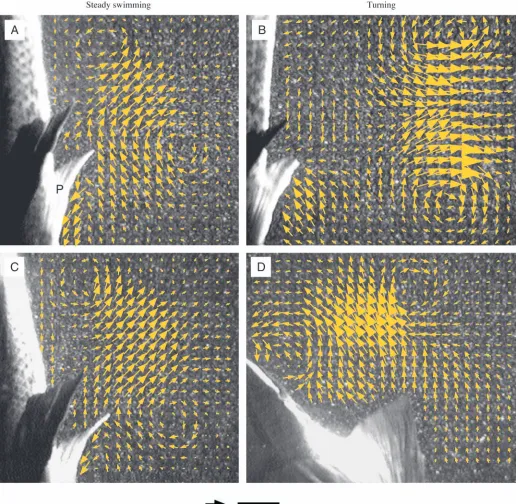 Fig. 2. Representative frontal-plane wake ﬂow patterns during steady swimming and turning maneuvers in sunﬁsh