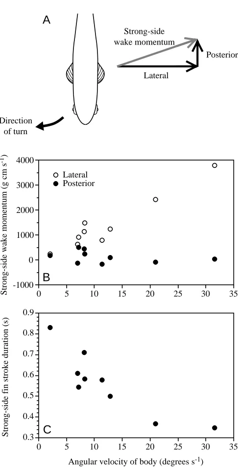 Fig. 3. Wake momentum and stroke timing for the strong-sidepectoral ﬁn during nine turning maneuvers varying in angularvelocity of the body