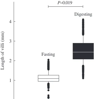 Fig. 3. The length of intestinal villi in the small intestine offasting (871 measurements on N=3 snakes) and digesting (1597measurements on N=3 snakes) pythons
