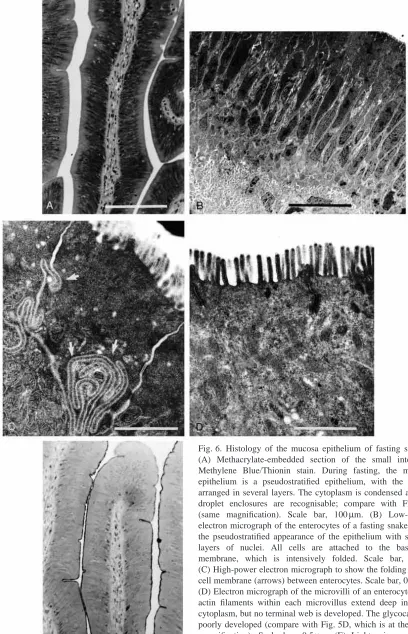 Fig. 6. Histology of the mucosa epithelium of fasting snakes.(A) Methacrylate-embedded section of the small intestine;electron micrograph of the enterocytes of a fasting snake