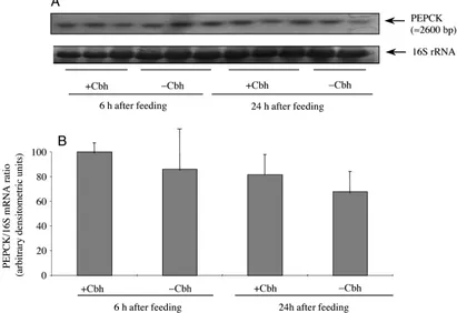 Fig. 5. Rainbow trout phosphoenolpyruvate carboxykinase (PEPCK) gene expression in the liver of ﬁsh fed with (+Cbh) or without (−Cbh)carbohydrates 6h and 24h after feeding