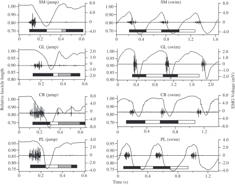 Fig. 4. Two columns of panels showing representative in vivo patterns of fascicle strain (left-hand vertical axes) and electromyographic (EMG)activity (right-hand vertical axes) versus time (horizontal axis)