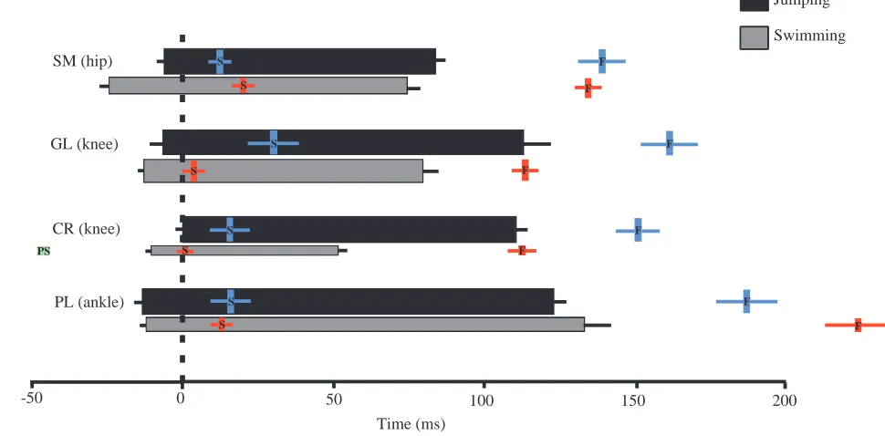 Fig. 5. Schematic diagram representing the average patterns of muscle activity and muscle strain during jumping and swimming