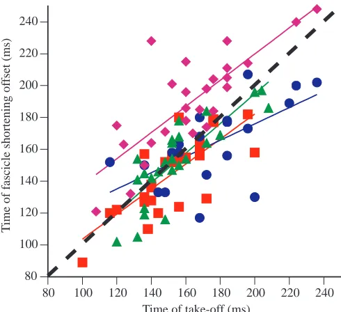 Fig. 6. Graph showing when muscles complete their shorteningphase relative to take-off during a jump