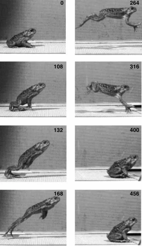 Fig. 3C). Jump distance in this study ranged between 17 and54cm.In the water, toads also propel themselves 