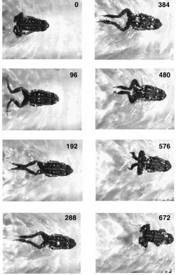 Fig. 5), and this delay was signiﬁcantly greater than thatrecorded during jumping (Table 2)