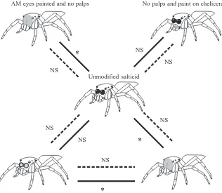 Fig. 5. Comparison (χasterisk indicates a signiﬁcant difference(with Bonferroni adjustment) showing theinﬂuence of the salticid carapace on thestalking tendency (dashed lines) and stalkingstyle (solid lines) of 2-test of independencePortia ﬁmbriata